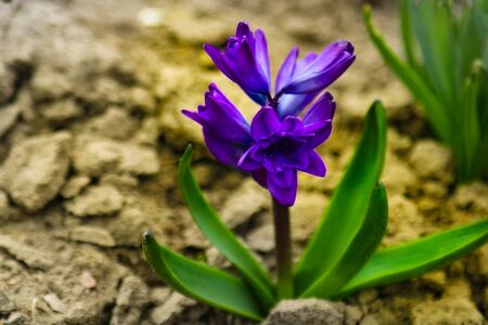 Young hyacinth flower close up, backlight, soft focusの写真素材