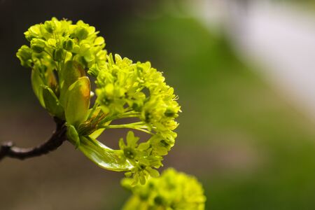 Young branch plants in spring or summer in the sun, nature backgroundの写真素材