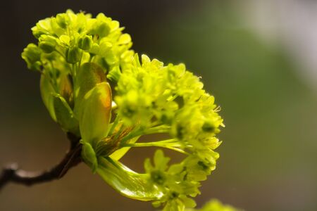 Young branch plants in spring or summer in the sun, nature backgroundの写真素材