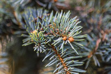 Young branch of spruce or pine in spring close upの写真素材