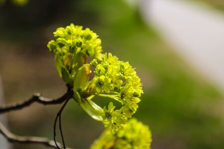 Young branch of the plant in spring or summer in the sunの写真素材
