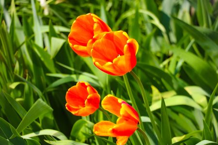 Tulip flower with green leaf background in tulip field for postcard beauty decoration and agriculture concept designの写真素材