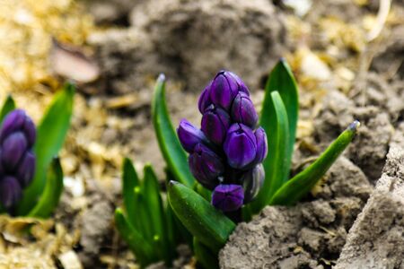 Close up of surprise pink and blue purple dutch hyacinth or garden hyacinth flowers fields in the parkの写真素材