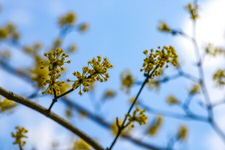 Branch with little flowers twig shrub in the garden at springtime. Abstract natural backgroundの写真素材