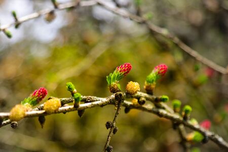 Ovulate cones and pollen cones of larch tree in springの写真素材