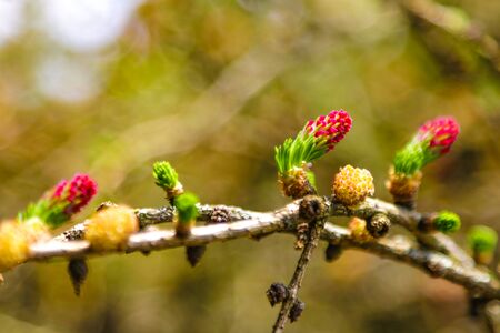 Ovulate cones and pollen cones of larch tree in springの写真素材