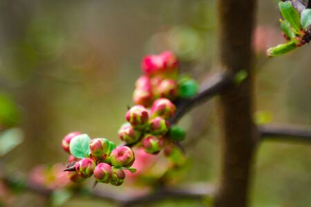 Pink flowers and heart in spring garden. Spring blooming cherry flowers branch on blurred natural abstract background. Spring time, romantic scene. concept for mothers day, valentine day. copy spaceの写真素材