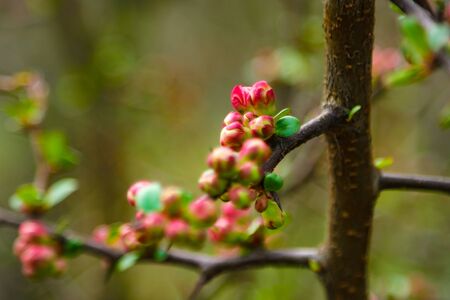 Pink flowers and heart in spring garden. Spring blooming cherry flowers branch on blurred natural abstract background. Spring time, romantic scene. concept for mothers day, valentine day. copy spaceの写真素材