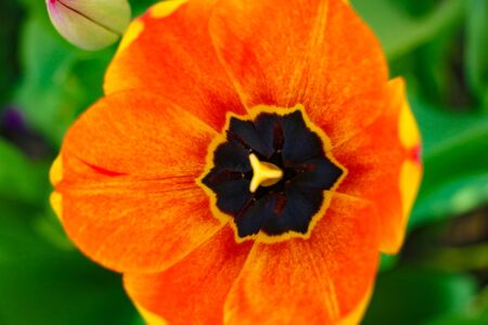 Closeup photo of red tulip core, abstract floral backgroundの写真素材