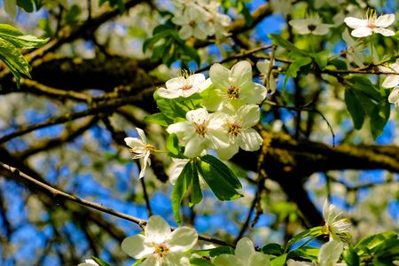 Pink flowers and heart in spring garden. Spring blooming cherry flowers branch on blurred natural abstract backgroundの写真素材