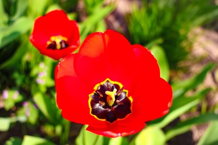 Flower tulips background. Beautiful view of red tulips under sunlight landscape at the middle of spring or summerの写真素材