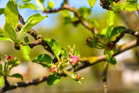 Pink flowers and heart in spring garden. Spring blooming cherry flowers branch on blurred natural abstract backgroundの写真素材