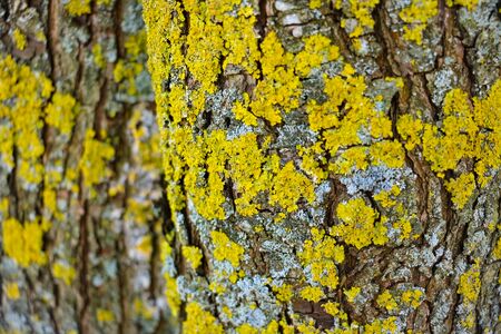 Lichen growing on the bark of a tree close-up, preparation for designersの写真素材