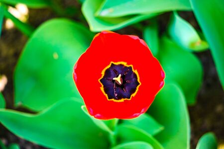 Flower tulips background. Beautiful view of red tulips under sunlight landscape at the middle of spring or summerの写真素材