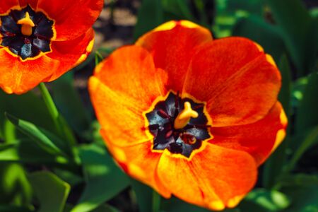 Closeup photo of red tulip core, abstract floral backgroundの写真素材