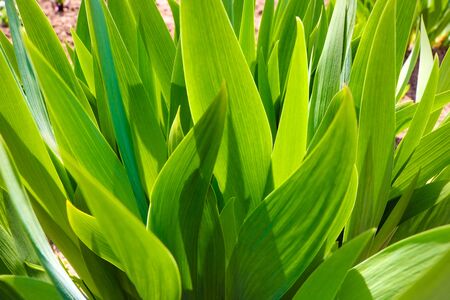 Flowers iris, leaves closeup nature backgroundの写真素材