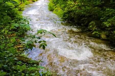 Mountain river flowing through the green forestの写真素材