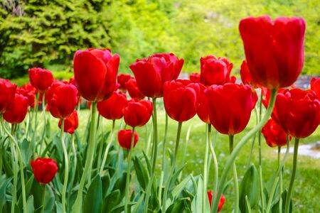 Tulip flower with green leaf background in tulip field for postcard beauty decoration and agriculture concept designの写真素材