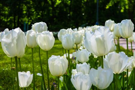 Fields on which bloom white tulips. Tulip field. Bouquet of flowers, white backgroundの写真素材