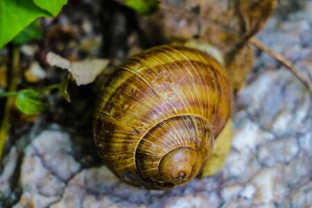 Common brown garden snail on stone. Pest for gardeningの写真素材