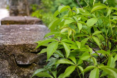 Young grass and plant grow near the concrete path in summer or springの写真素材