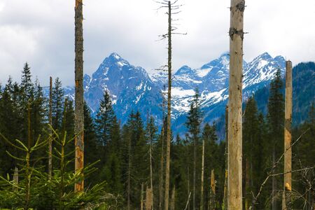 View of Tatra mounains.Tatra mountains in the morning. Beautiful green valley at snowy mountains foothillsの写真素材