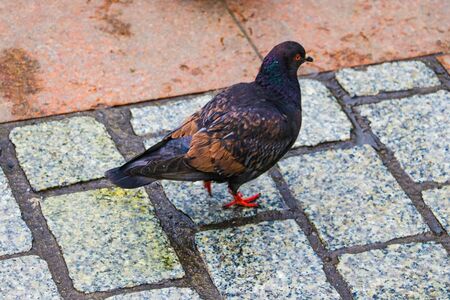 Dove walking along street. One dove. Street dove. finding mealの写真素材