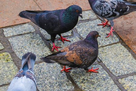 Doves walking along street. Street doves. finding mealの写真素材