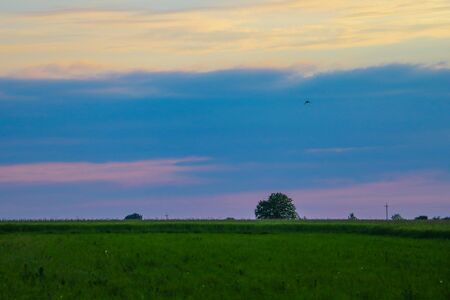 Silhouette of a lonely tree on an open fieldの写真素材