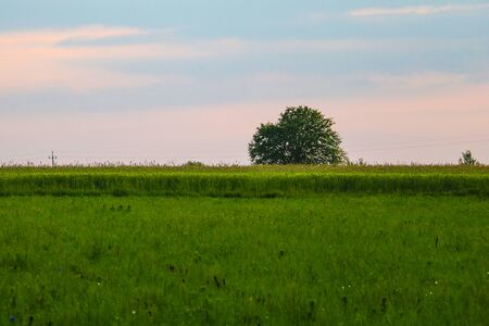 Silhouette of a lonely tree on an open fieldの写真素材