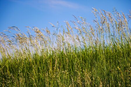 Background with grass against a sunny blue sky, selective soft focusの写真素材