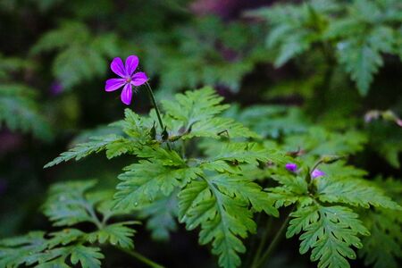 View of a small purple wild geranium flower hidden in green gras, soft focus, lack of focusの写真素材