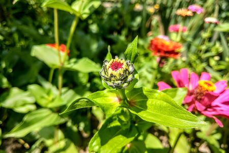 Yellow and orange marigold flowers in the garden in the fallの写真素材