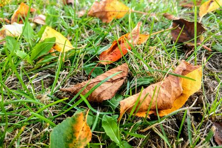 Yellow leaves on the grass, autumn time, nature background, seasonalityの写真素材