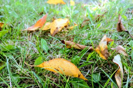 Yellow leaves on the grass, autumn time, nature background, seasonalityの写真素材