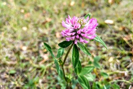 Close-up of a flower of young clover, backgroundの写真素材