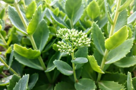 Background greens in the garden, the texture of natureの写真素材