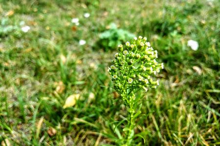 Young healing herbs in the meadow, nature backgroundの写真素材
