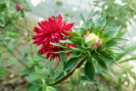 Background with colorful aster flower. Bright Aster in the summer garden. Red Aster blooming in the flower gardenの写真素材