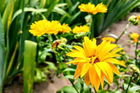 Closeup of yellow daisy flower in the garden, nature backgroundの写真素材