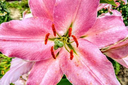 Closeup of lily flower in the garden, nature backgroundの写真素材
