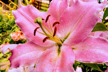 Closeup of lily flower in the garden, nature backgroundの写真素材