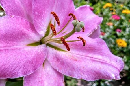 Closeup of lily flower in the garden, nature backgroundの写真素材