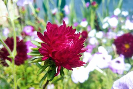 Astra is a genus of herbaceous plants of the Astro family, or Compositae, including more than two hundred species widely distributed in culture as ornamental plants with beautiful inflorescences-baskeの写真素材