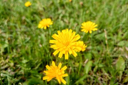 Dandelion flower in the meadow on a sunny dayの写真素材
