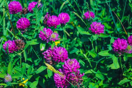 Close-up of a flower of young clover, backgroundの写真素材