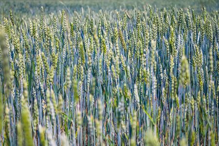 green wheat field and sunny dayの写真素材