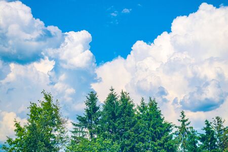 Green crown trees view from below into the sky. Green crown of trees against the sky. View of the sky through the trees from belowの写真素材