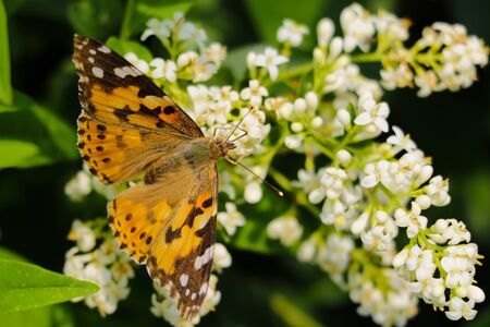 Beautiful butterfly posing on a white flowerの写真素材