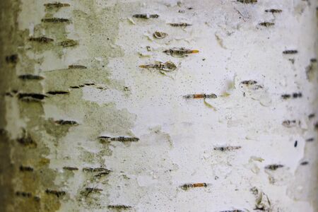 birch bark texture background paperの写真素材